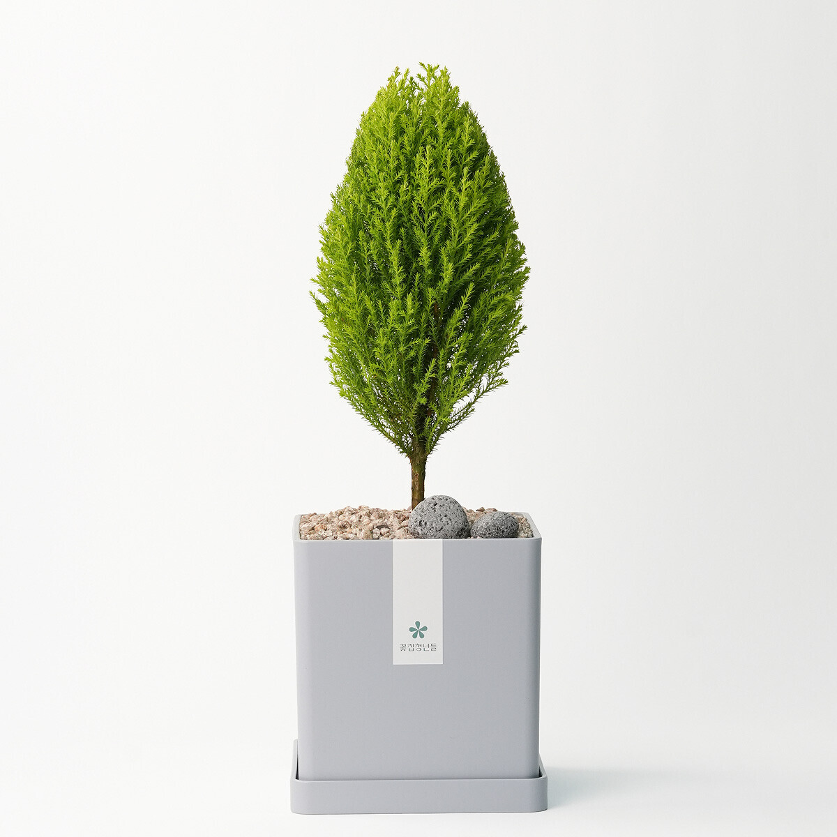 꽃집청년들,율마 모던라인 1호