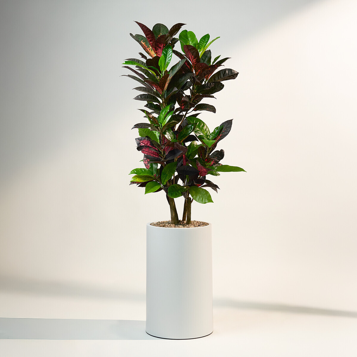 꽃집청년들,크로톤 클래식