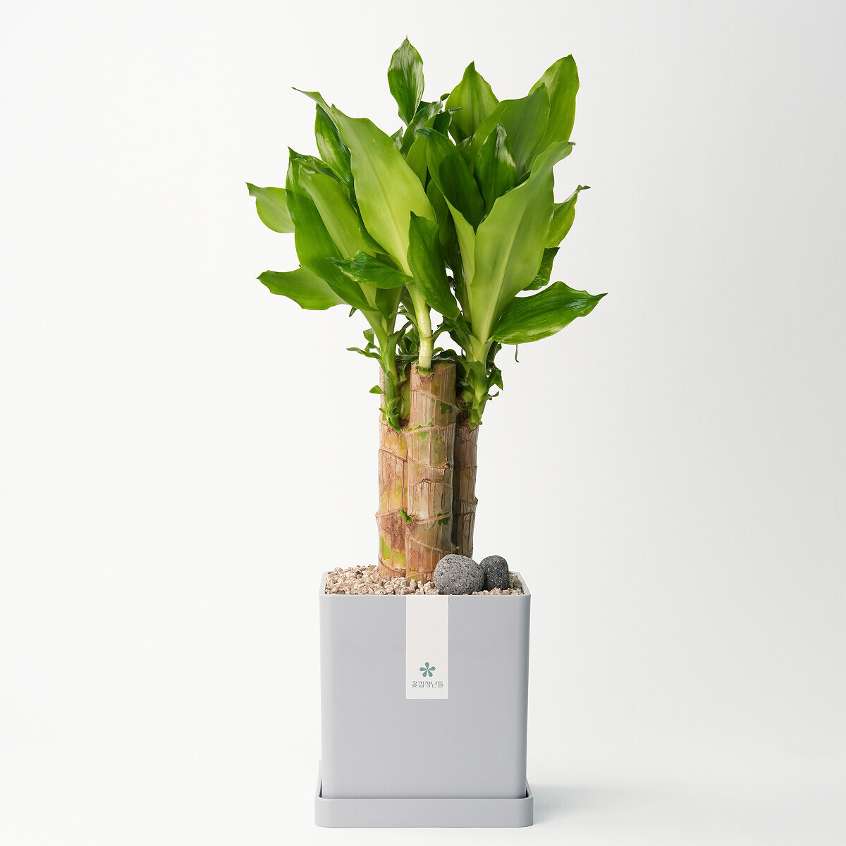 꽃집청년들,황금죽 모던라인 1호