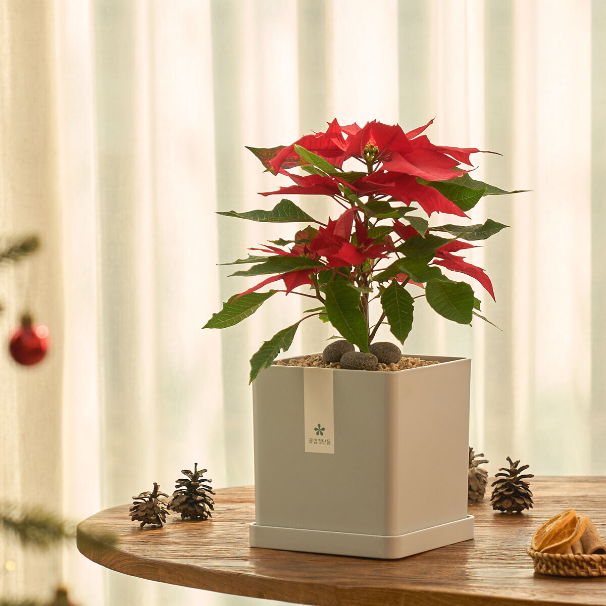 꽃집청년들,포인세티아 모던라인