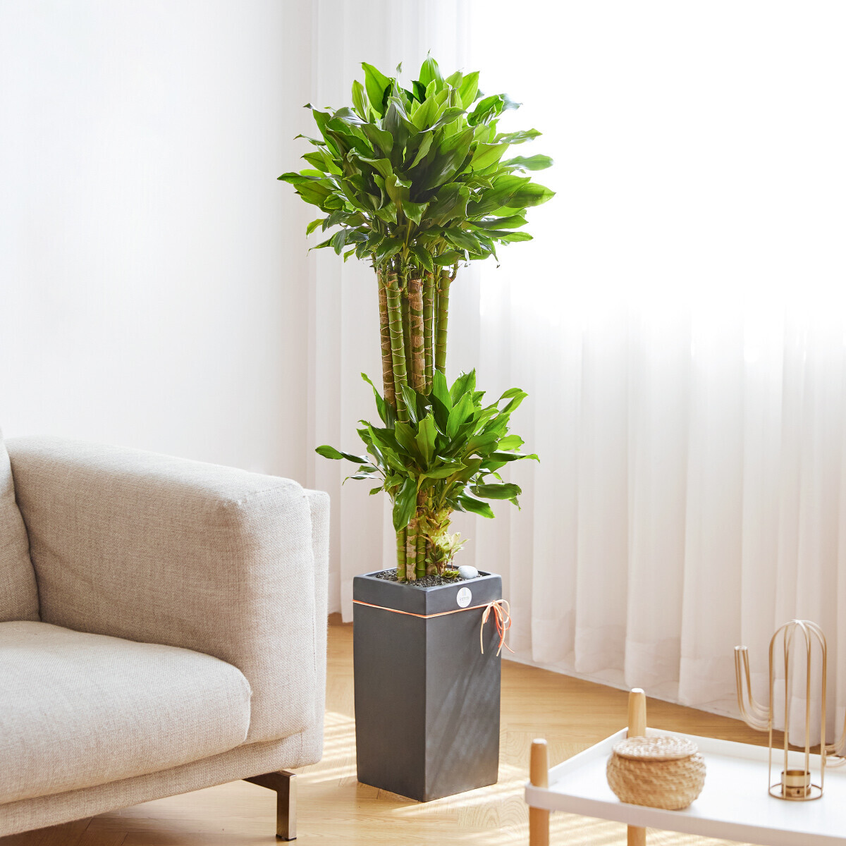 꽃집청년들,황금죽 모던라인 2호