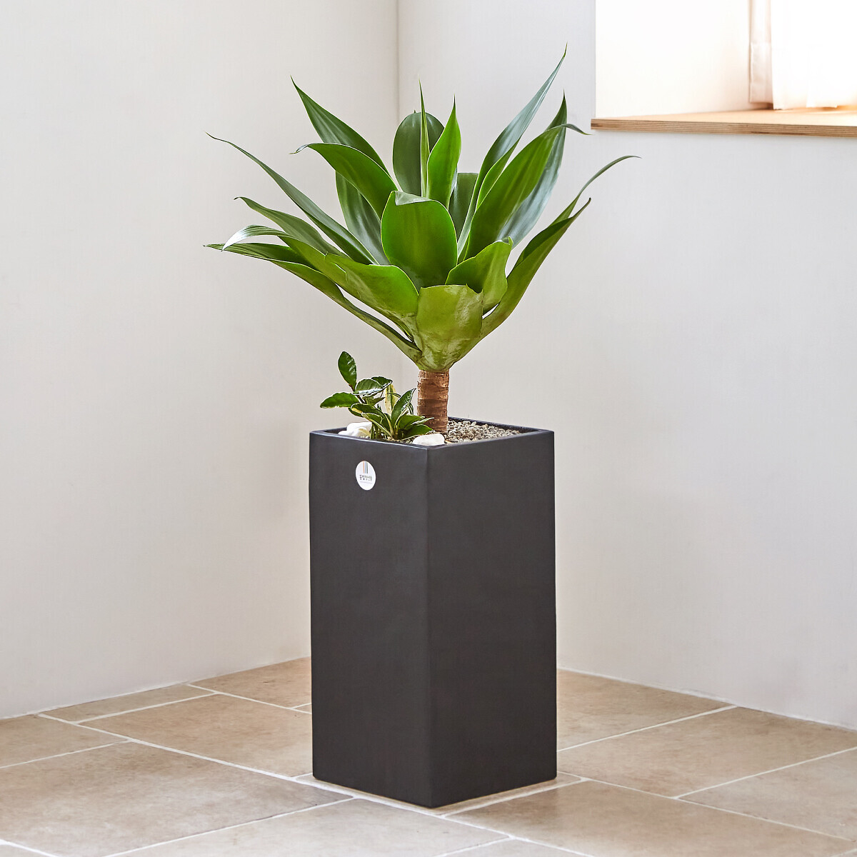 꽃집청년들,아가베 모던라인