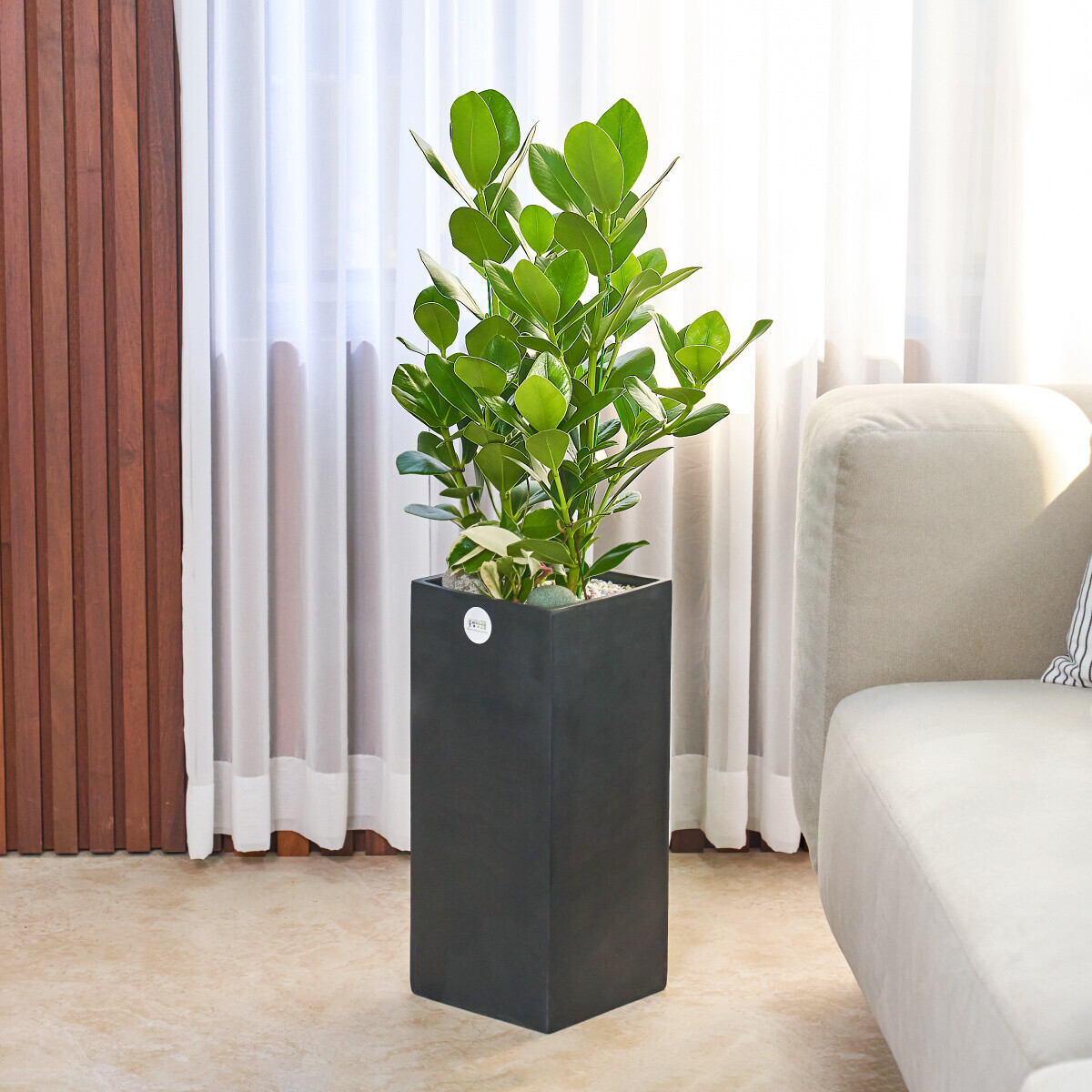 꽃집청년들,크루시아 모던라인 2호