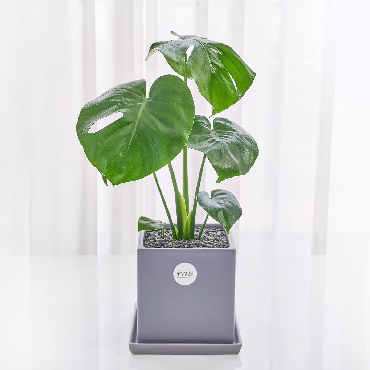 꽃집청년들,몬스테라 모던라인 미니(서울한정)