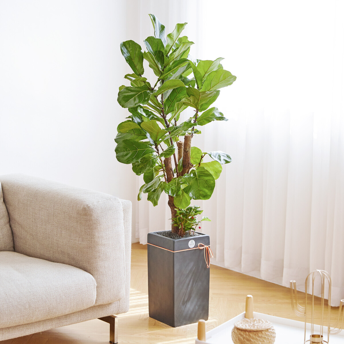 꽃집청년들,떡갈고무나무 모던라인