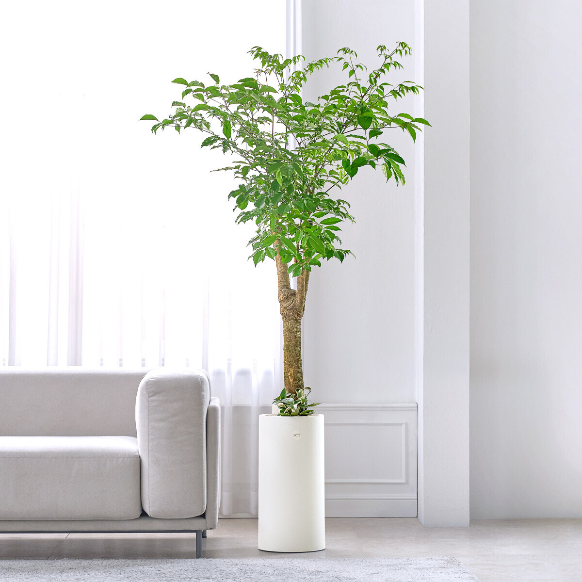 꽃집청년들,해피트리 클래식 1호