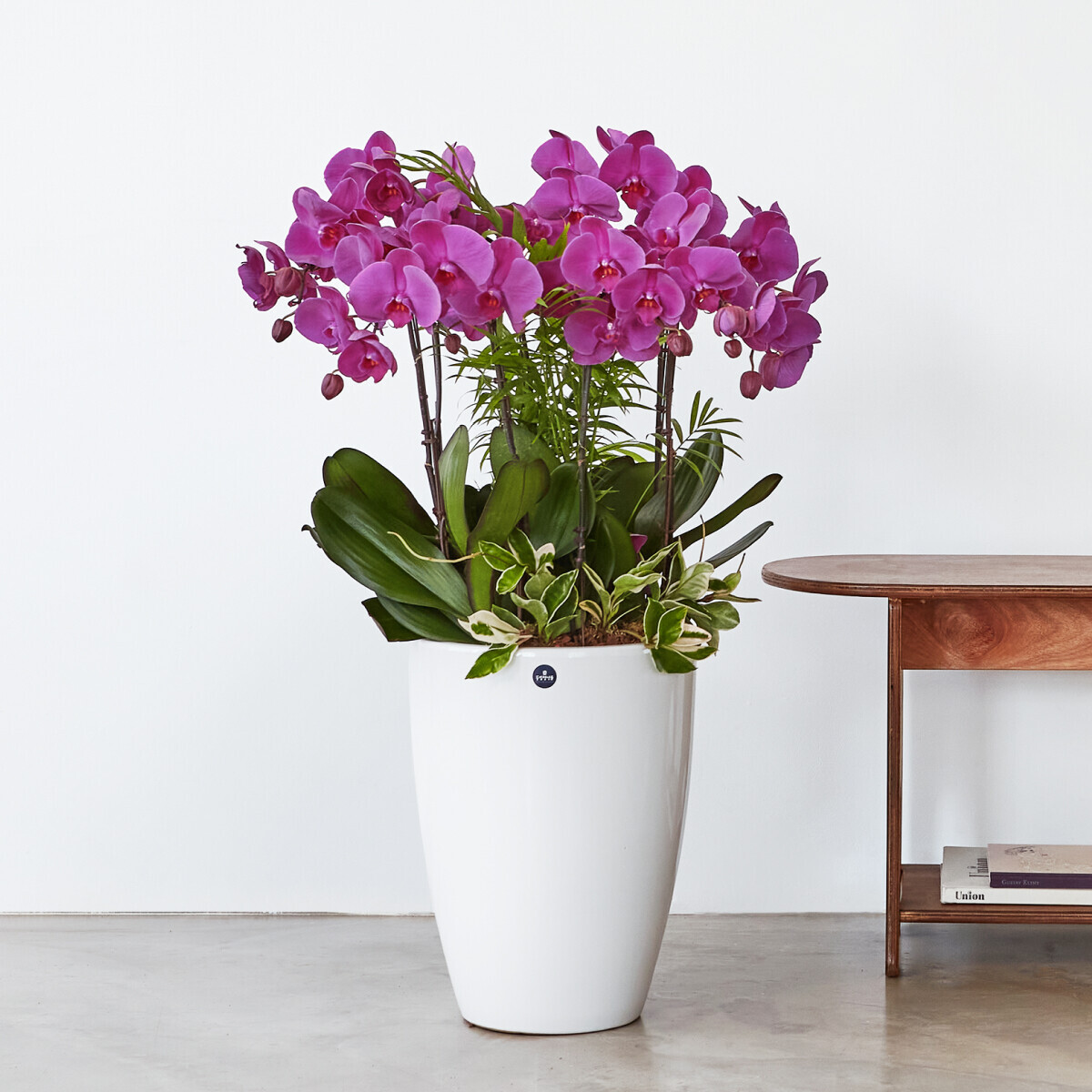 꽃집청년들,분홍호접란 클래식 4호