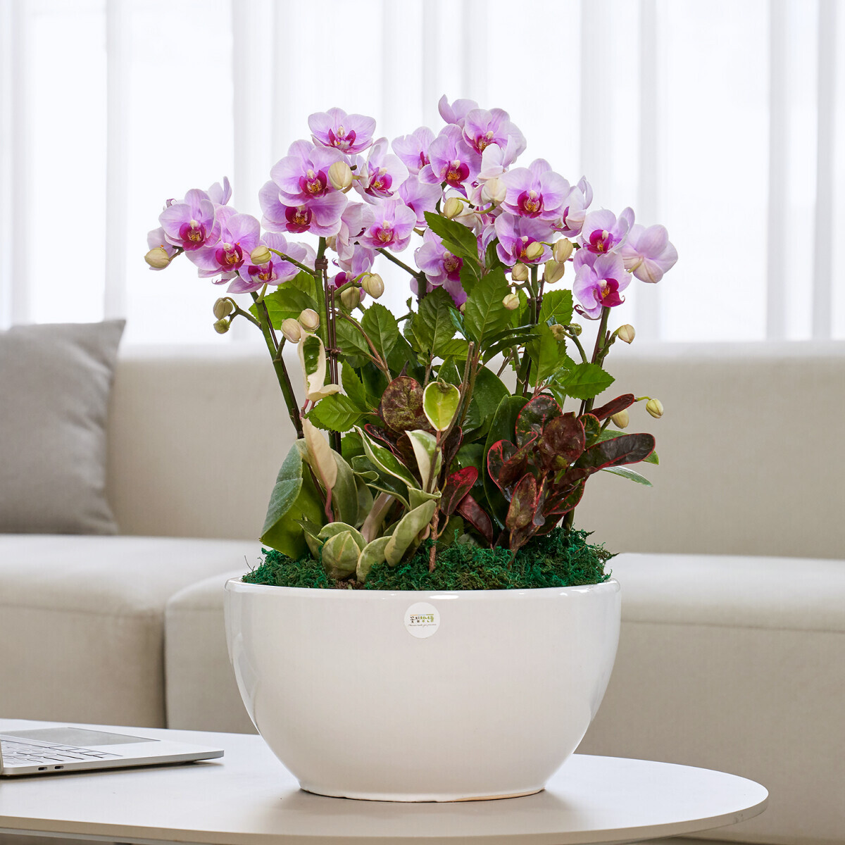 꽃집청년들,연분홍호접란 클래식 2호