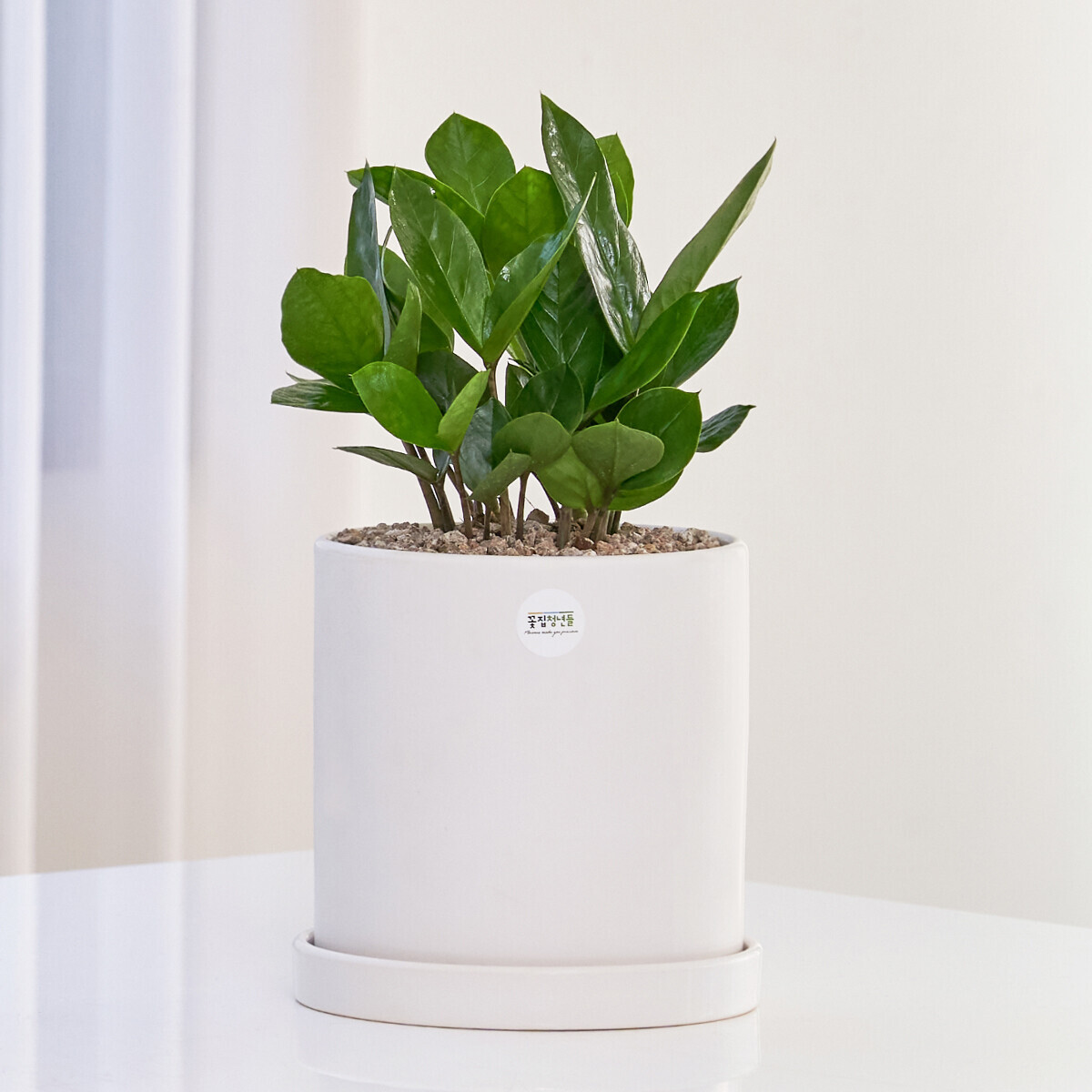 꽃집청년들,금전수 클래식 미니