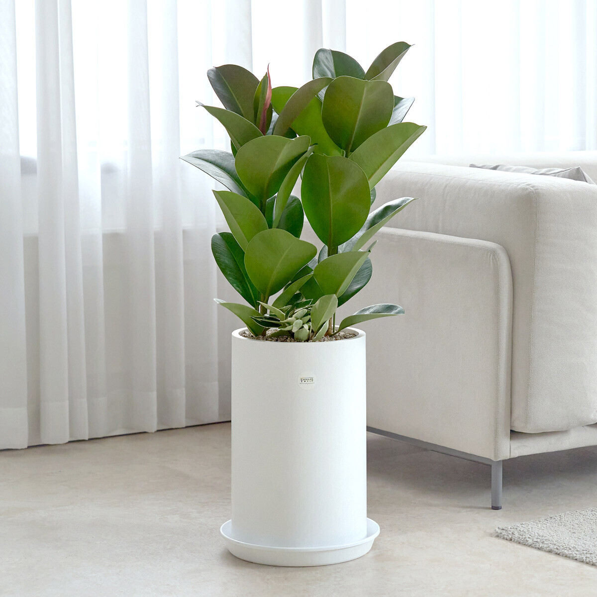 꽃집청년들,고무나무 클래식 1호