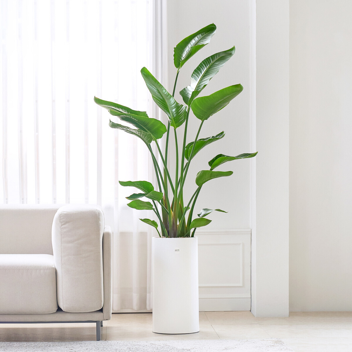 꽃집청년들,극락조 클래식