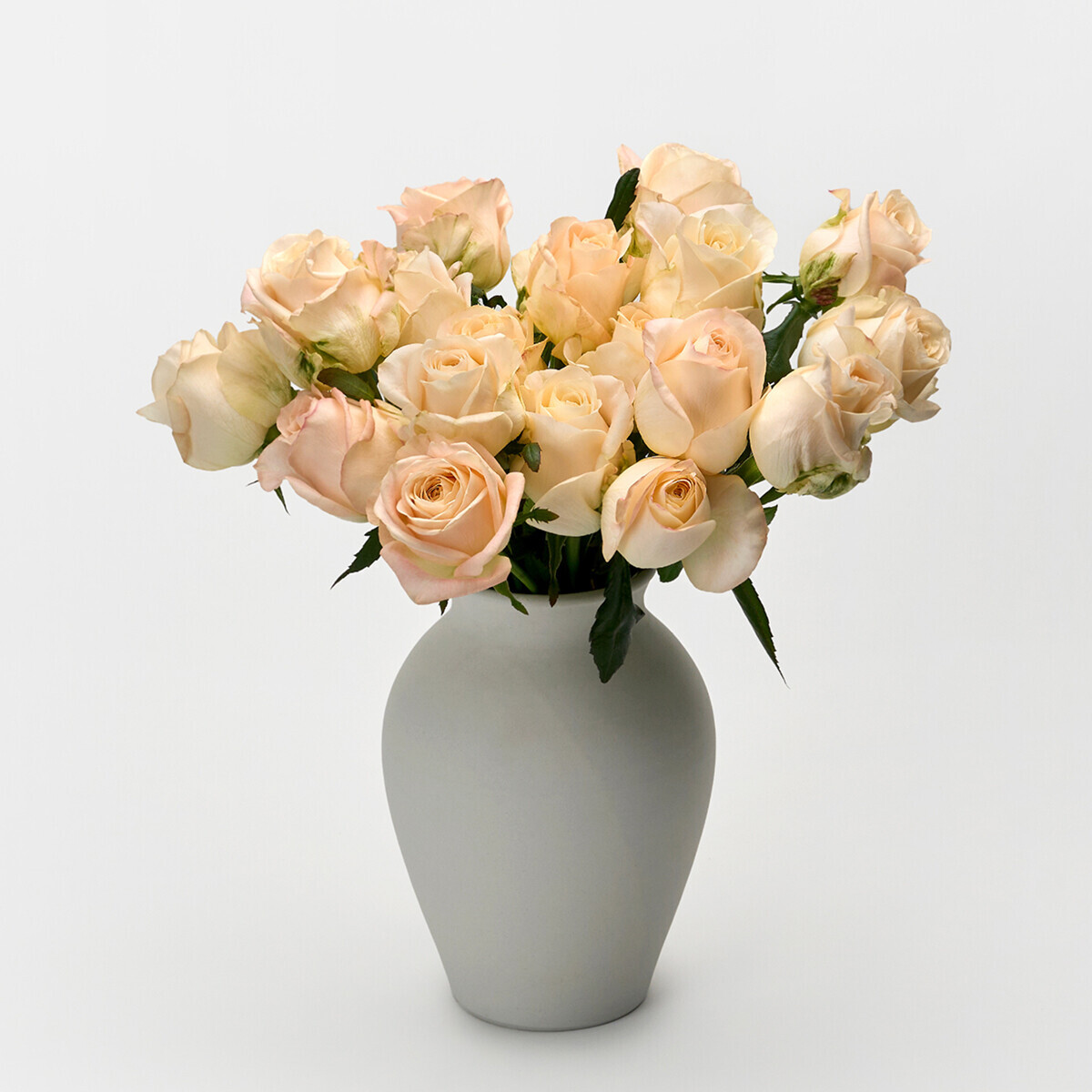 꽃집청년들,하젤 장미 5대