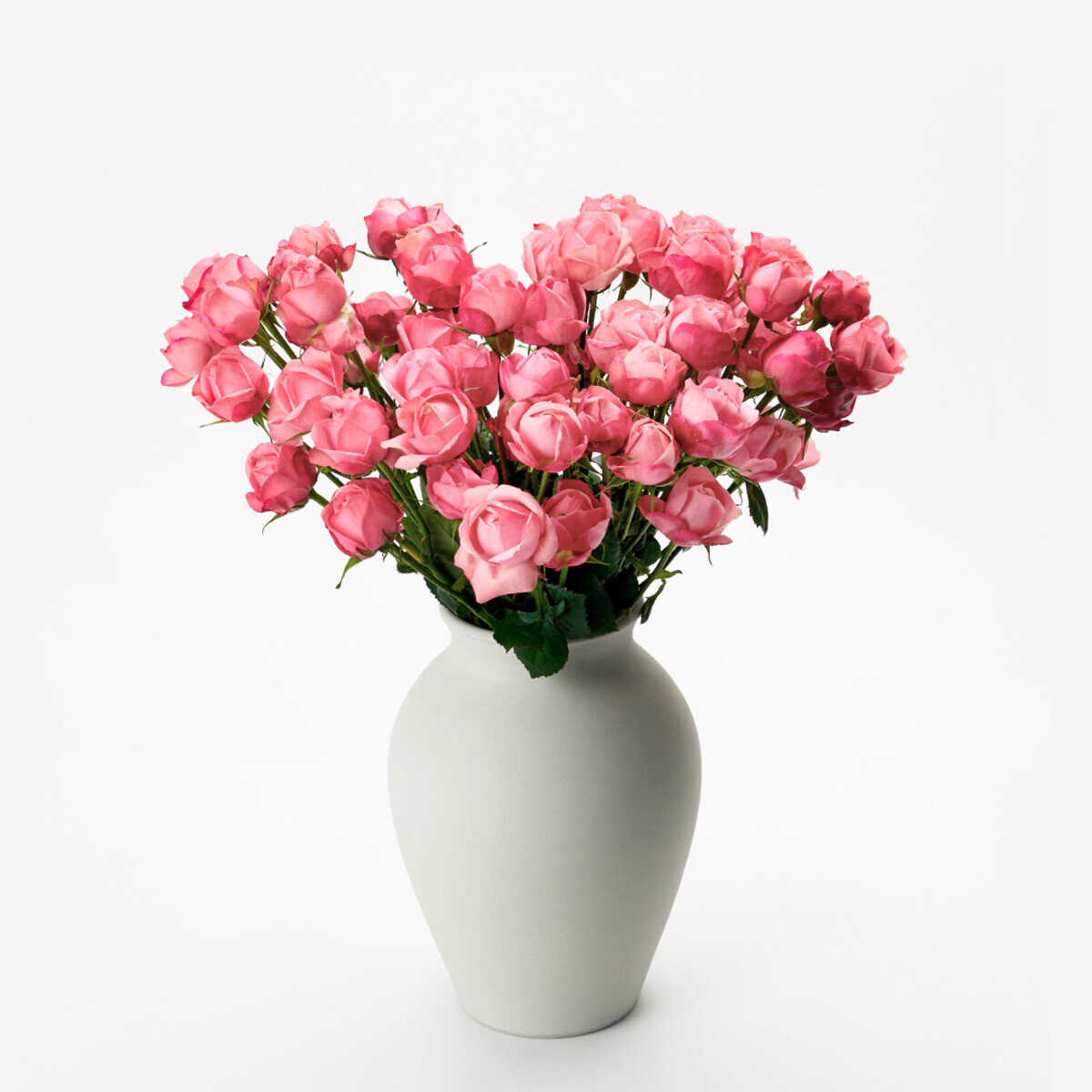 꽃집청년들,자나 장미 5대