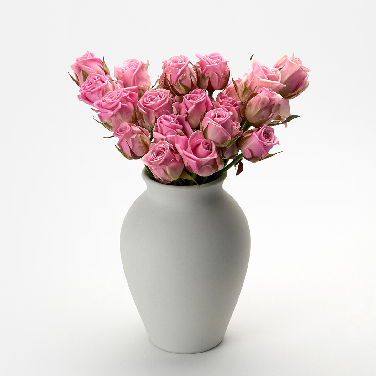 꽃집청년들,헤라 장미 5대