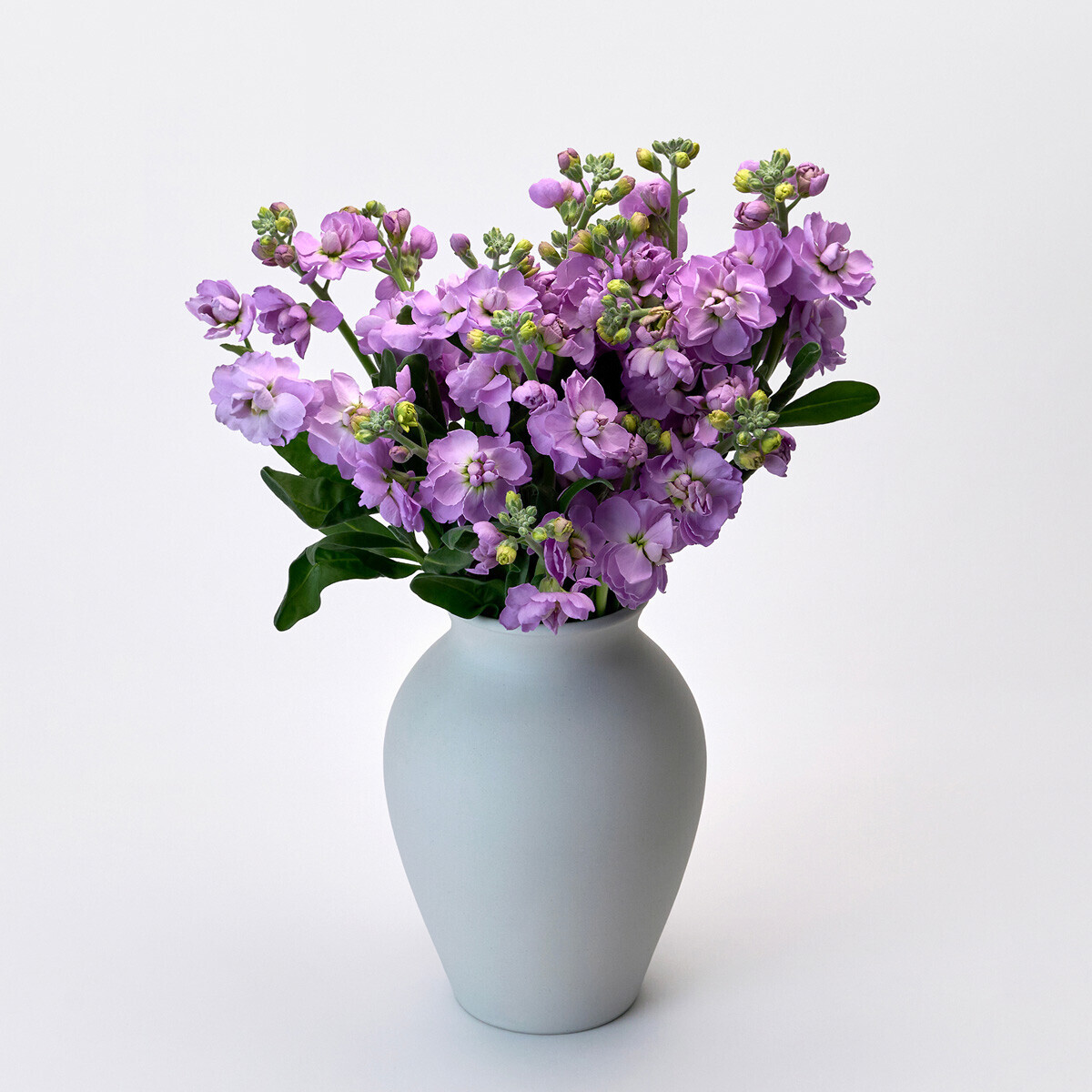 꽃집청년들,스토크 라벤더 3대