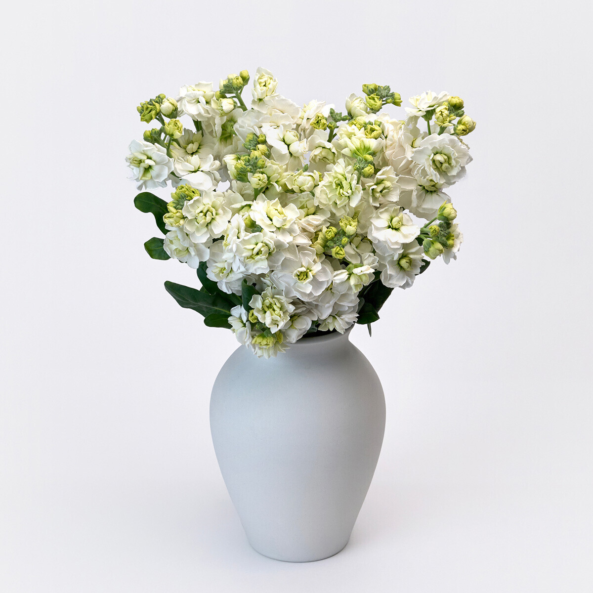 꽃집청년들,스토크 화이트 3대