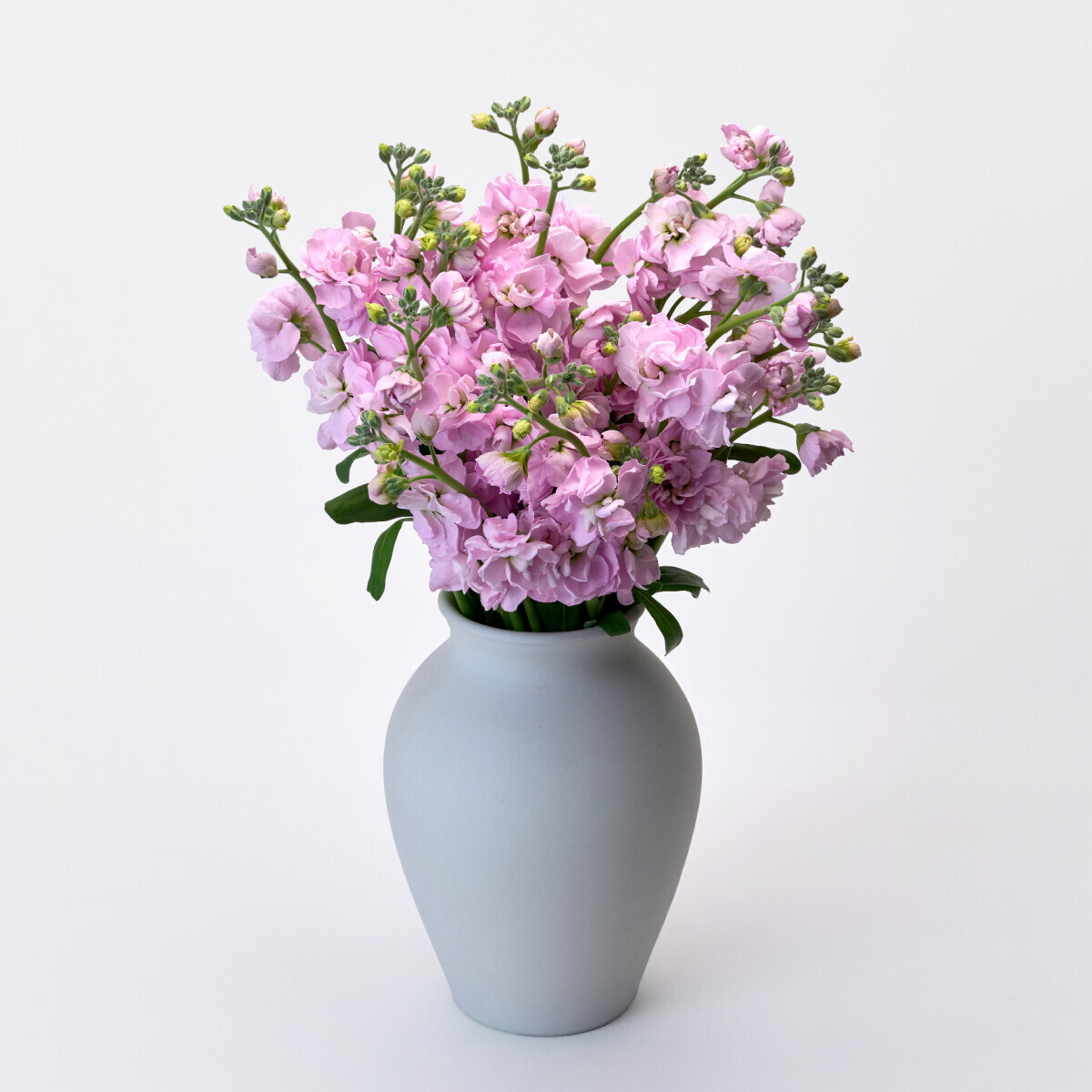 꽃집청년들,스토크 핑크 3대