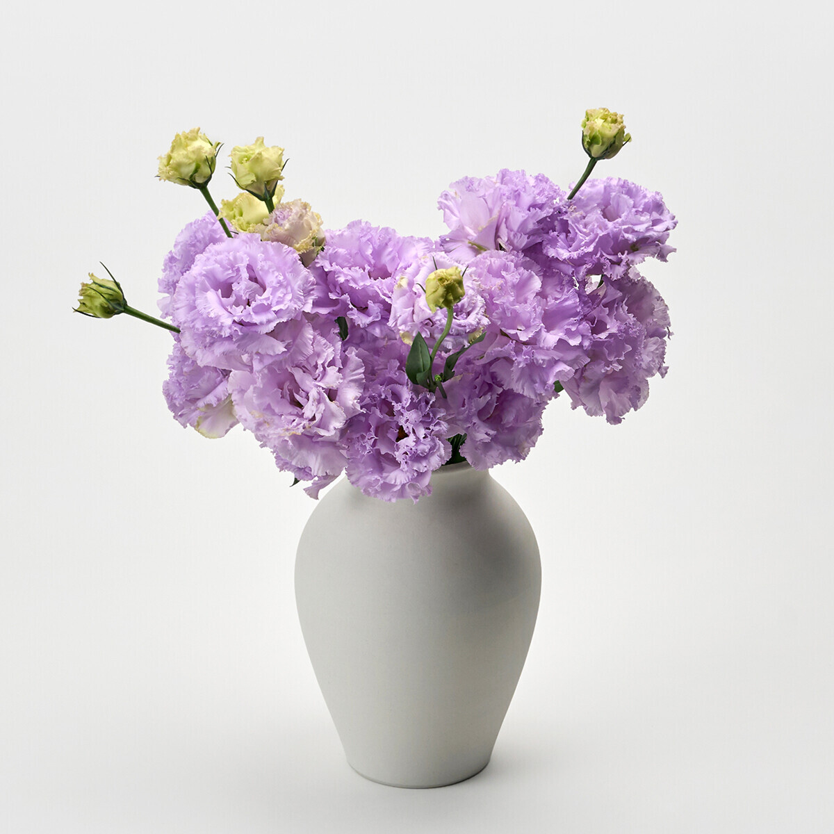 꽃집청년들,리시안셔스 라벤더 5대