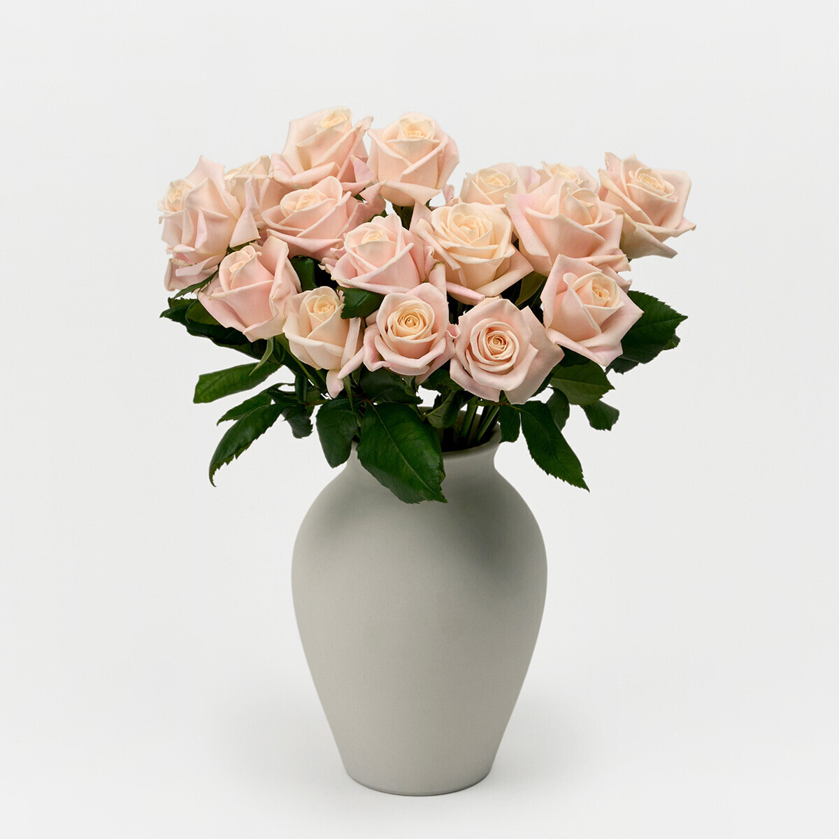 꽃집청년들,부르트 장미 5대