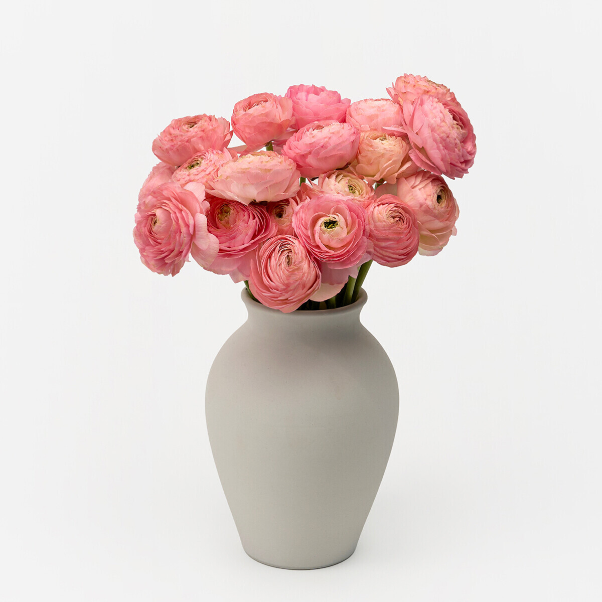 라넌큘러스 핑크 5대