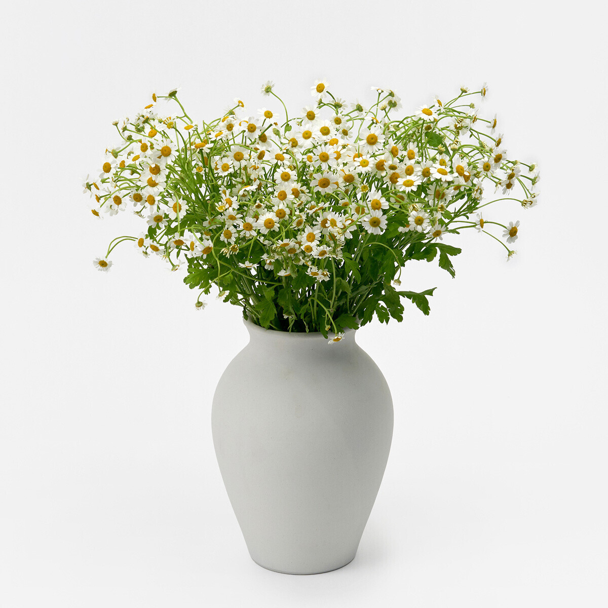 꽃집청년들,마트리카리아 5대