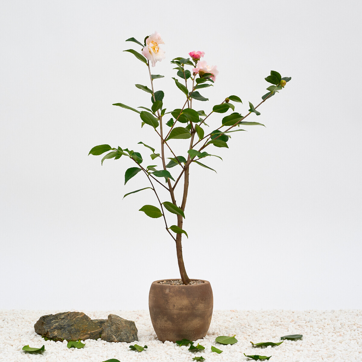 꽃집청년들,서향동백나무(서울한정)