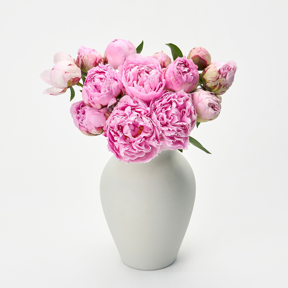 꽃집청년들,사라 작약 5대