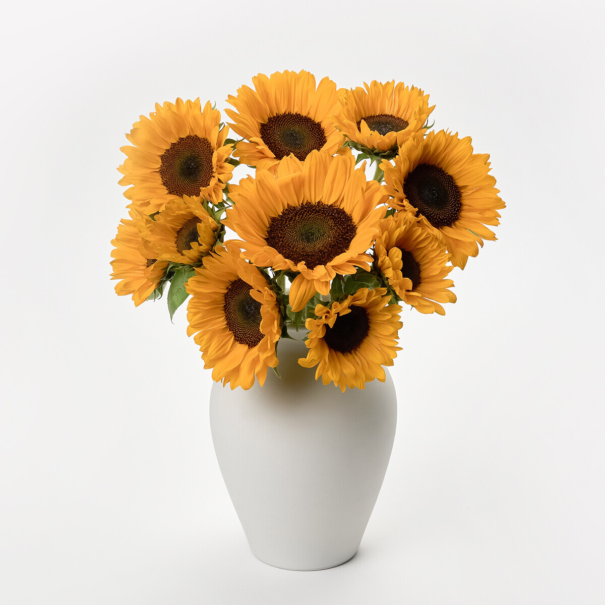 꽃집청년들,해바라기 5대