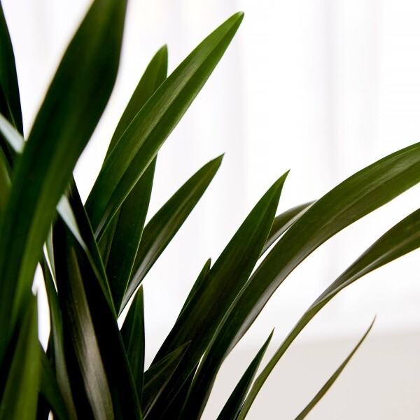 꽃집청년들,산천보세 청자