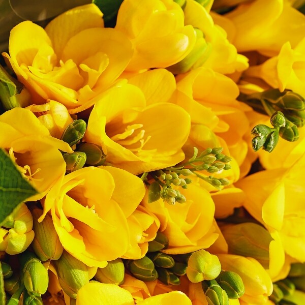 꽃집청년들,향긋한 봄, 프리지아