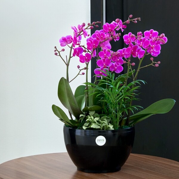 꽃집청년들,만천홍 클래식블랙 3호