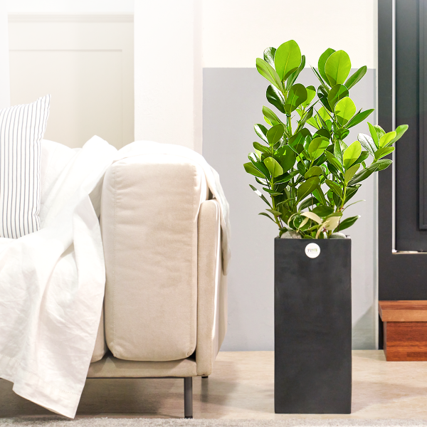 꽃집청년들,크루시아 모던라인 2호