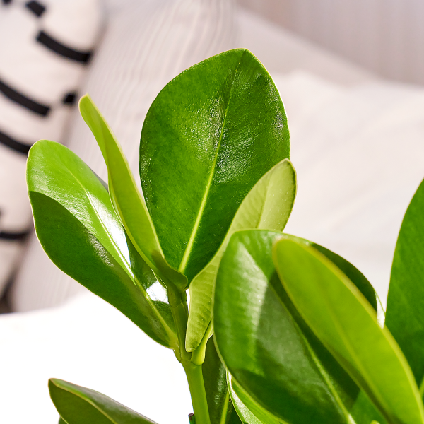 꽃집청년들,크루시아 모던라인 2호