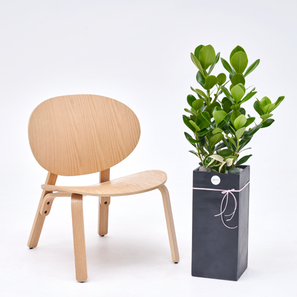 꽃집청년들,크루시아 모던라인 2호