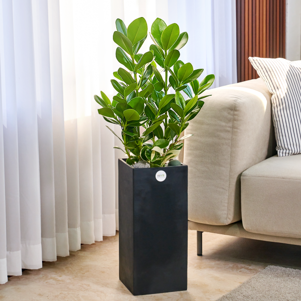 꽃집청년들,크루시아 모던라인 2호