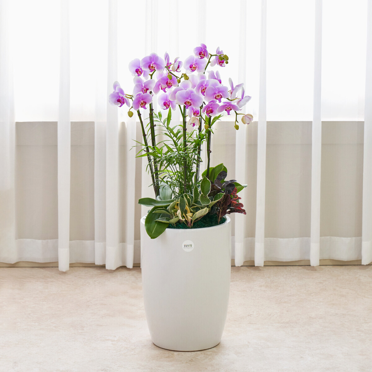 꽃집청년들,연분홍호접란 클래식 3호