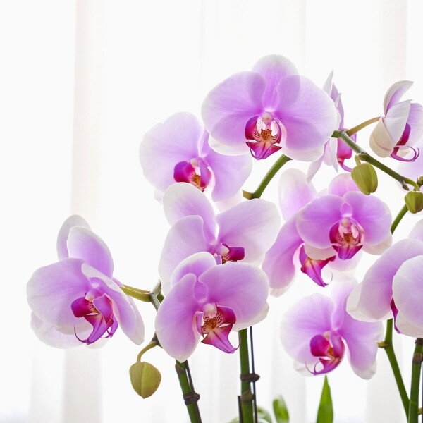 꽃집청년들,연분홍호접란 클래식 3호