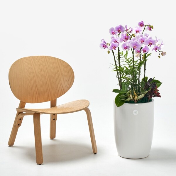 꽃집청년들,연분홍호접란 클래식 3호