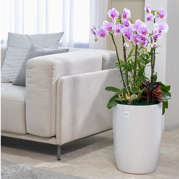 꽃집청년들,연분홍호접란 클래식 3호