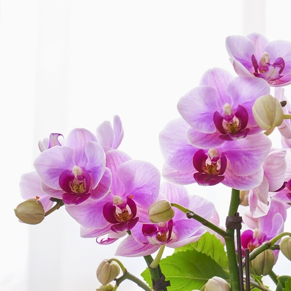 꽃집청년들,연분홍호접란 클래식 2호