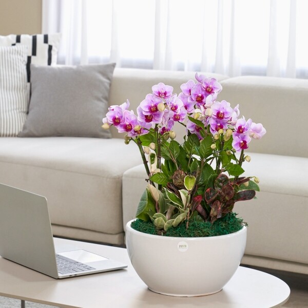 꽃집청년들,연분홍호접란 클래식 2호