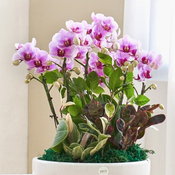 꽃집청년들,연분홍호접란 클래식 2호