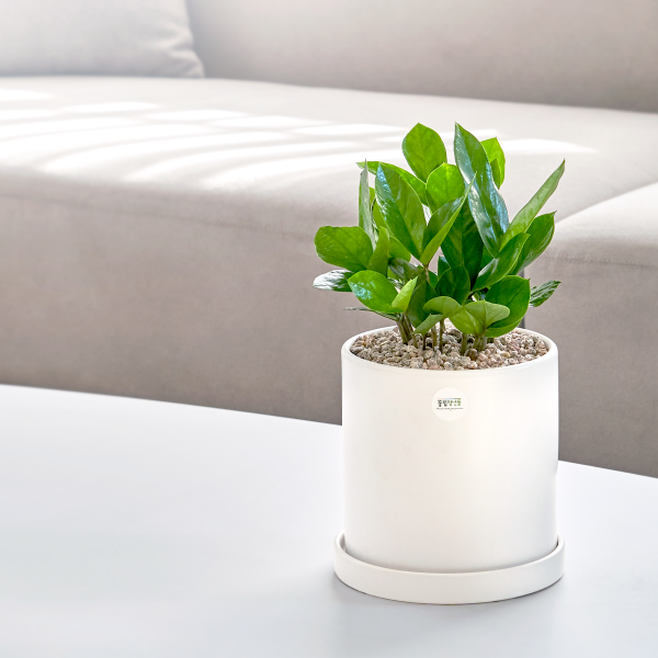 꽃집청년들,금전수 클래식 미니