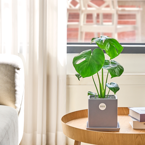 꽃집청년들,몬스테라 모던라인 미니(서울한정)