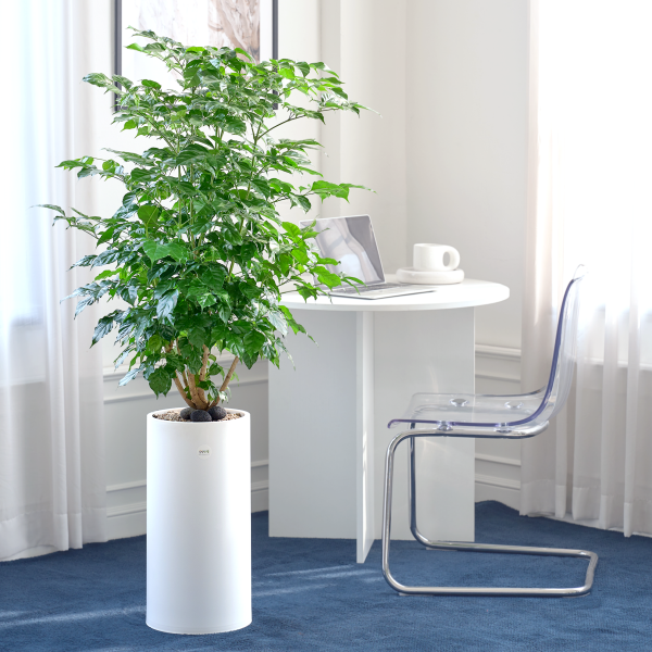 꽃집청년들,녹보수 클래식 2호