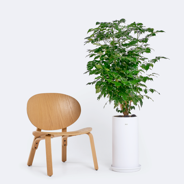 꽃집청년들,녹보수 클래식 2호