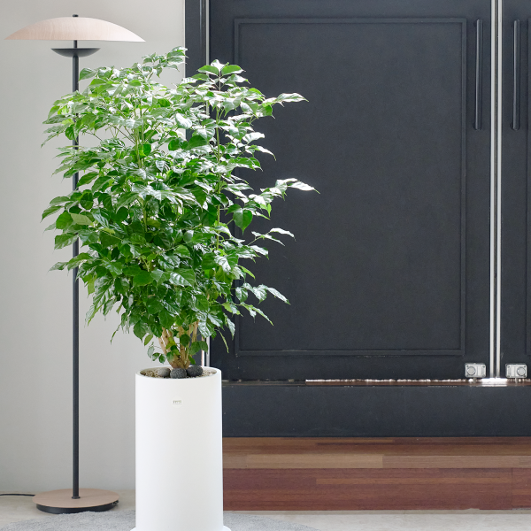 꽃집청년들,녹보수 클래식 2호