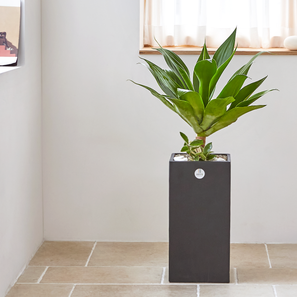 꽃집청년들,아가베 모던라인