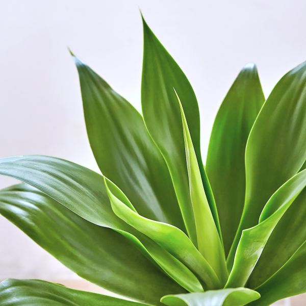 꽃집청년들,아가베 모던라인