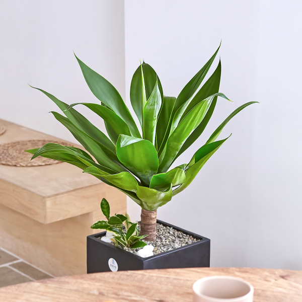 꽃집청년들,아가베 모던라인